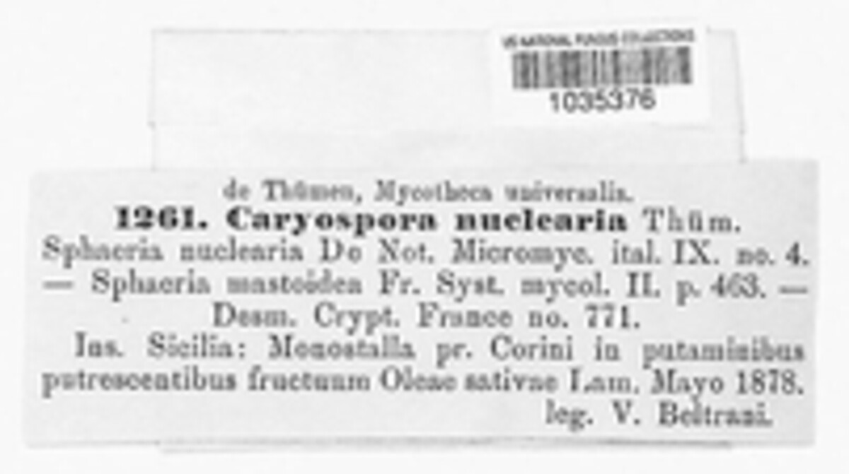 Caryospora nuclearia image